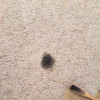 Carpet Stain Removal Mandan & Bismarck, ND On The Spot Carpet Cleaning